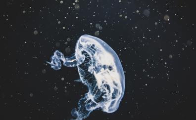 White, glow, jellyfish