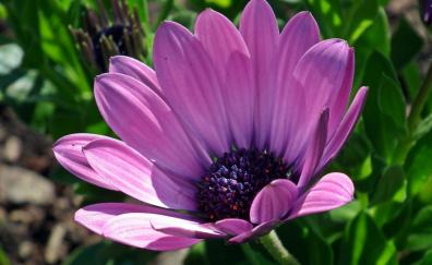 Daisy, purple flower, close up