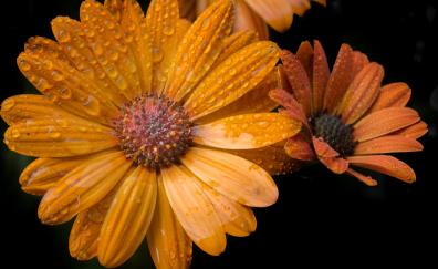 Orange flowers, gerbera daisy, close up