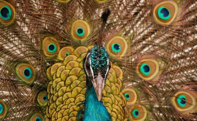 Peacock, bird, dance, muzzle