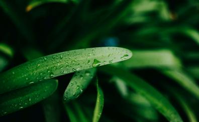 Green leaf, drops, fresh, blur