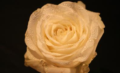 Yellow rose, drops, close up