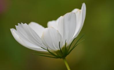 White cosmos, bloom, flower, close up