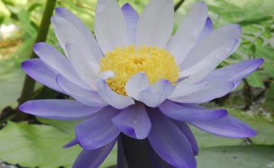 Flower, purple lotus, bloom