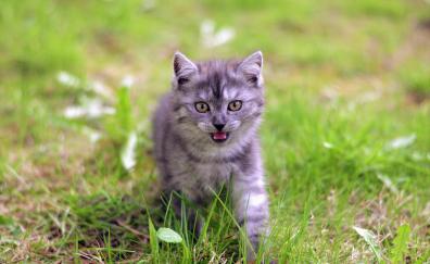 Kitten, walk, grass