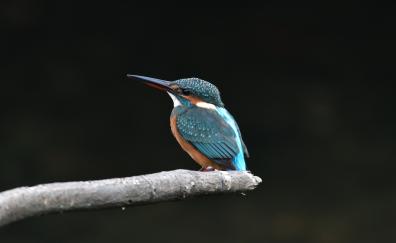 Kingfisher, beautiful, small bird