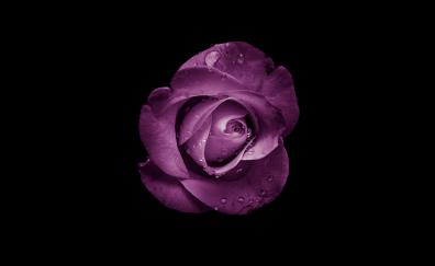 Minimal, rose, bud, purple flower