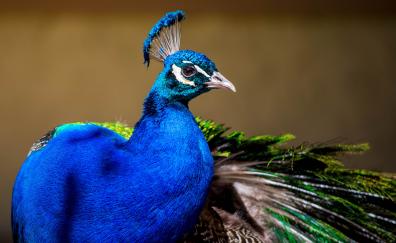 Peacock, colorful bird, plumage