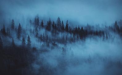Dark, mist, trees, forest