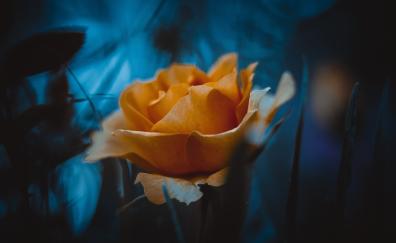 Yellow rose, portrait
