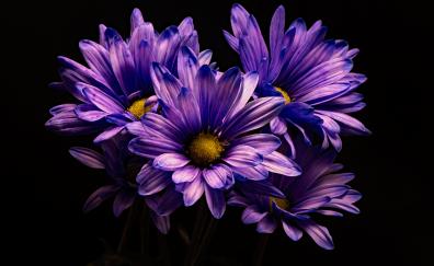 Violet flower, Chrysanthemum, flower