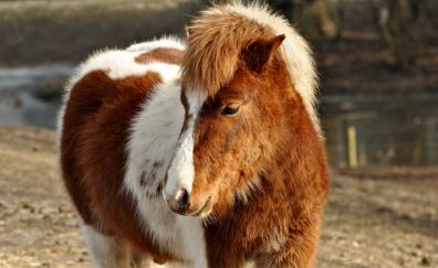 Shetland, pony, furry, horse, animal