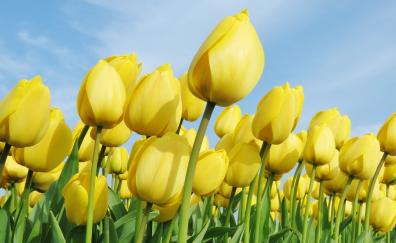 Yellow flowers, beautiful, bloom, tulips farm