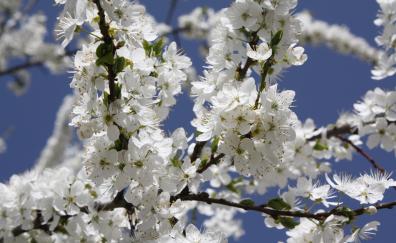 Tree branch, cherry blossom, spring, tree, spring