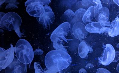 Jellyfish, underwater, blue, aquatic world