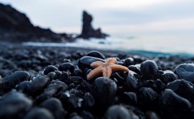 Black rocks, pebble, coast, star fish