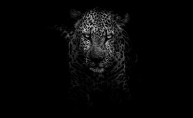 Leopard, angry, animal, monochrome, muzzle