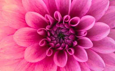 Pink flower, Dahlia, pink, close up