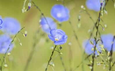 Meadow, bright blue flower, plants, spring