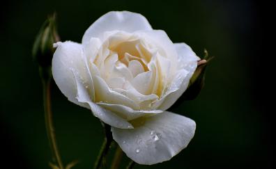 White rose, drops, portrait, close up
