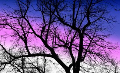 Purple sky, sunset, silhouette, tree, nature