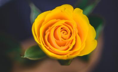 Yellow rose, portrait