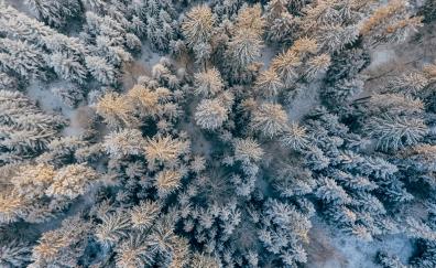 Aerial view, pine trees, forest, snowfall, winter