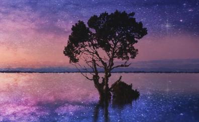 Silhouette, tree, lake, starry night