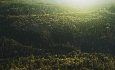 Aerial view, trees, forest, nature