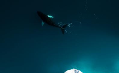 Aerial shot, iceberg, whale, fish, sea