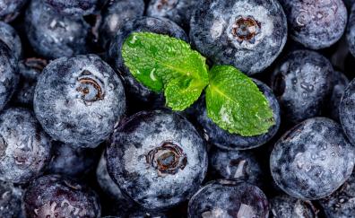 Blueberries, berries, green mint leaf, close up