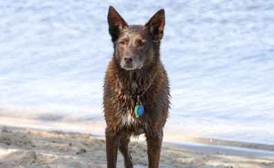 Wet dog, animal, Australian Shepherd
