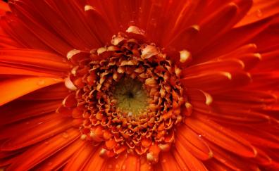 Orange flower, petals, close up