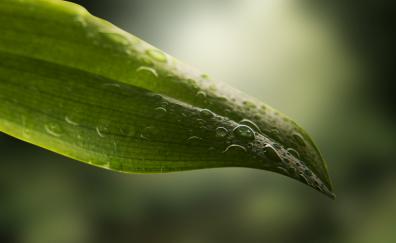Close up, leaf, water drops