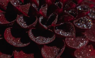 Red leaves, droplets