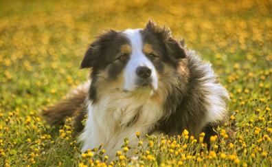 Dog, furry, outdoor, calm, meadow