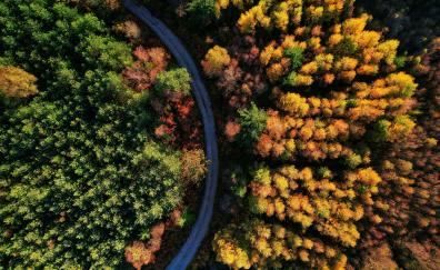 Beautiful autumn, green-yellow trees, aerial view