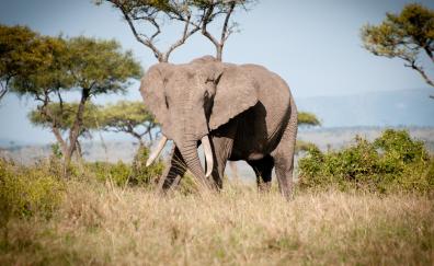 Wild animal, elephant, landscape
