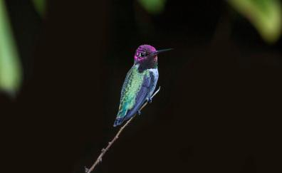 Hummingbird, colorful, bird, close up