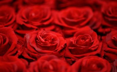 Close up, arranged, red roses