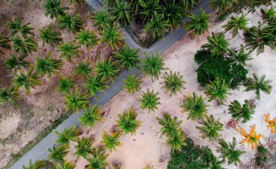 Aerial shot, road through palm trees, nature