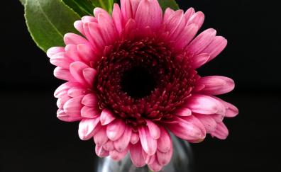 Bloom, Gerbera, flower, pink