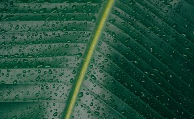 Green leaf,  water drops, texture