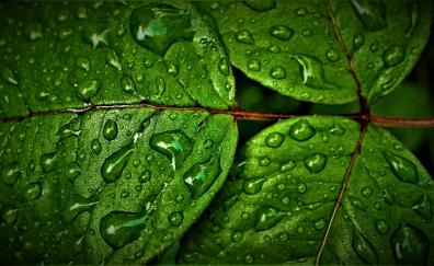 Green leaves, rain drops, close up