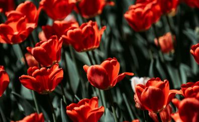 Red tulips, bloom, flowers