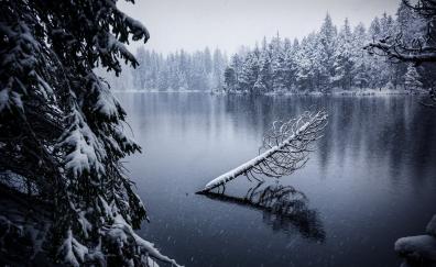 Winter, lake, trees, reflections, outdoor