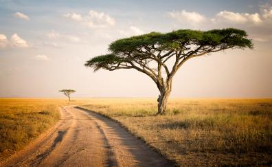 Road to forest, landscape, national park, Africa