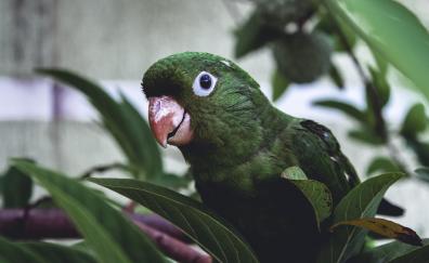 Parrot, muzzle, green bird, exotic
