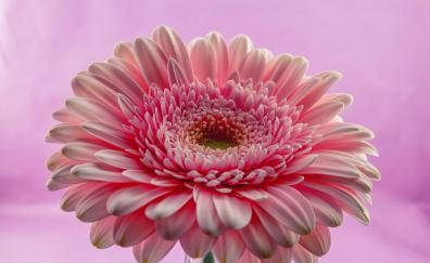Gerbera, flower, pink, close up