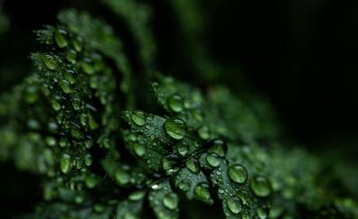 Drops, close up, leaf, droplets